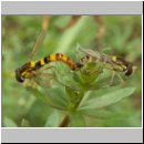 Sphaerophoria sp - Stiftschwebfliege 01.jpg